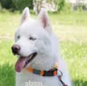 Meet your Posher, Isabel